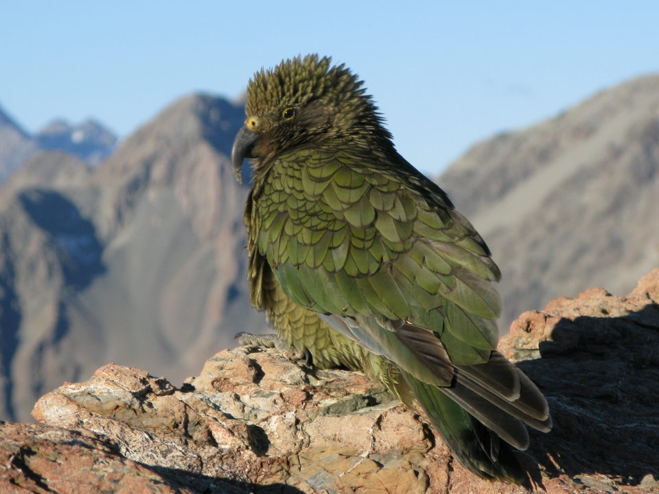 Aotearoa has many endemic bird species such as the kea. Image: LEARNZ.