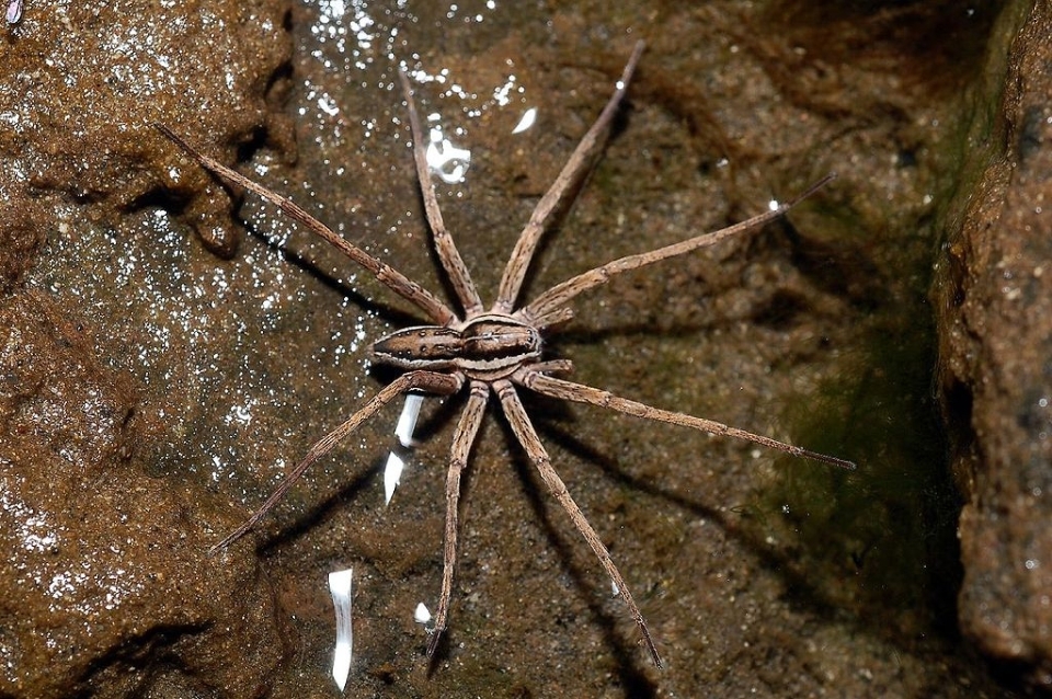 Spiders are not insects, they are arachnids. Image: Bryce McQuillan.