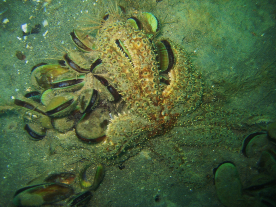 Mussels play an important role in marine ecosystems. Here you can see a sea star feeding on mussels. Image: Sustainable Seas.