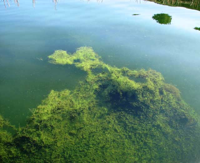 When nutrients levels are too high algae grows faster and can lead to eutrophication. Image: The Bushland Trust.