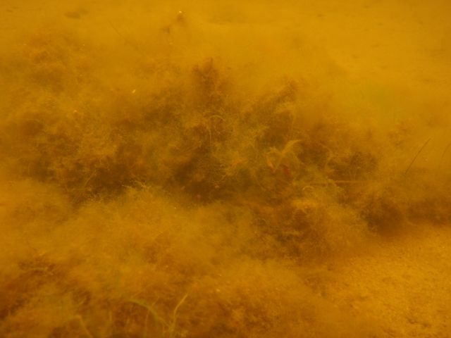 Slime algae can dominate in low oxygen, high sediment and high nutrient environments. Slime algae reduces water quality and growth of seagrass. Image: Environment Southland.