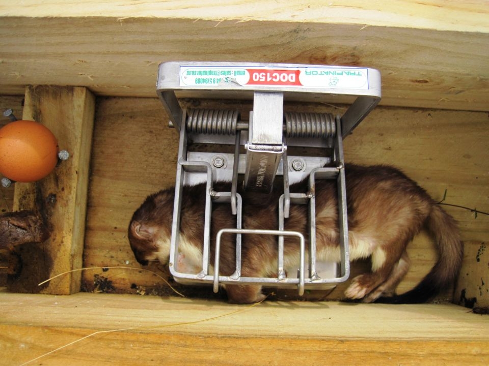 Trapping pests like this stoat is helping to bring bird song back to Tamatea. Image: LEARNZ.