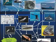 This example of an Antarctic food web shows how plants and animals depend upon each other for food. Image: M Pinkerton, NIWA.