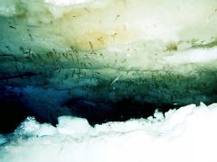 The undersurface of the pack ice in Antarctica colored green by algae. Antarctic krill can be seen feeding on the ice algae. Image: Kils & Marschall.