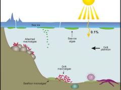 A simplified view of life under the sea ice in the Ross Sea during spring. Image: Vonda Cummings (NIWA).