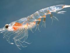 Young krill are a type of zooplankton and are an important food source in the Antarctic marine ecosystem. Image: Public domain..