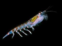 Antarctic Krill are a keystone species; what does this mean? Image: Public domain.