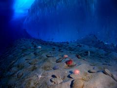 Many invertebrates survive under sea ice in low light conditions. This photo was taken in McMurdo Sound. Image: Steve Clabuesch.