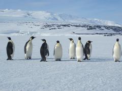 Emperor penguins are the only Antarctic penguin to breed in winter. How do you think these penguins would be affected by climate change? Image: LEARNZ.