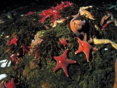 Seastars and ribbon worms on a boulder covered with attached macroalgae all form part of the Antarctic food web. Image: Rod Budd (NIWA).