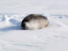 Weddell seals are part of the Antarctic marine food web. What trophic level do these seals occupy? Image: LEARNZ.