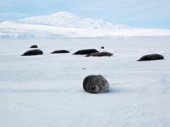 Weddell seals bask on sea ice near Cape Evans. Why do you think Weddell seals need sea ice? Image: LEARNZ.
