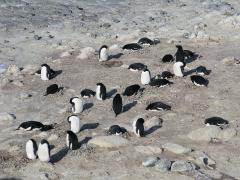 An Adélie penguin colony in Antarctica. There are six species of penguin that breed in Antarctica. Image: LEARNZ.