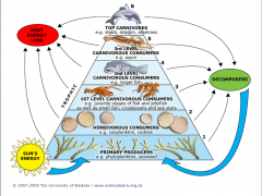 Organisms in food webs are commonly divided into trophic levels. These levels can be illustrated in a trophic pyramid where organisms are grouped by the role they play in the food web. Image: University of Waikato.
