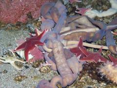 A large variety of invertebrates can be found on the sea floor around the coast of Antarctica. Organisms that live on the sea floor are called benthic organisms. Image: Rod Budd (NIWA).