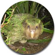 kakapo