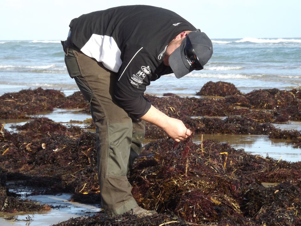 Seaweed with spat on Ninety Mile Beach is harvested and sent to mussel farms. 