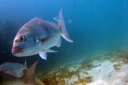 Snapper in Marine Reserve.