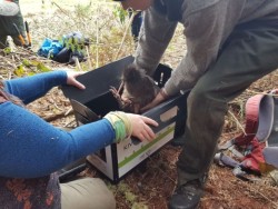 Releasing kiwi in Tongariro National Park.