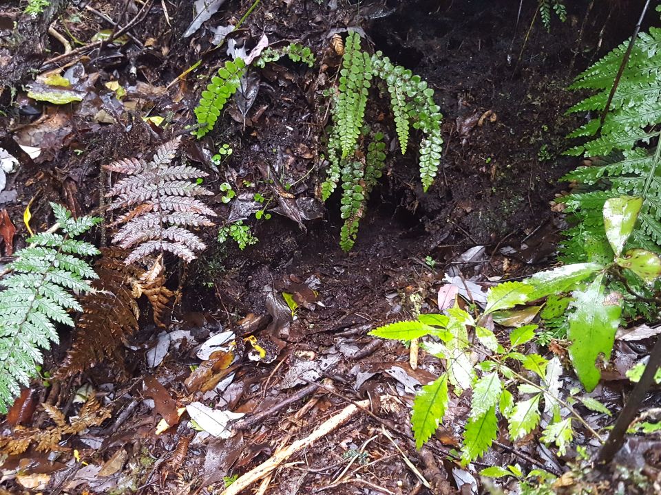 he entrance to the kiwi burrow. Do you think you could find this without the telemetry gear? Image: LEARNZ.