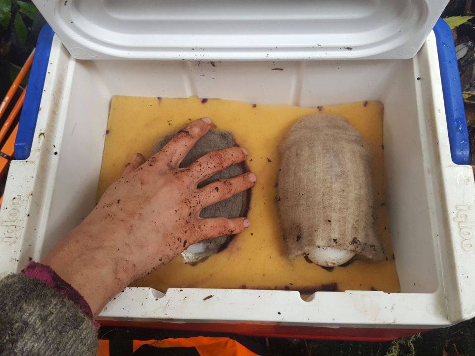 The kiwi eggs are delicately packed into the chilly bin. What helps to keep them safe and warm? Image: LEARNZ.