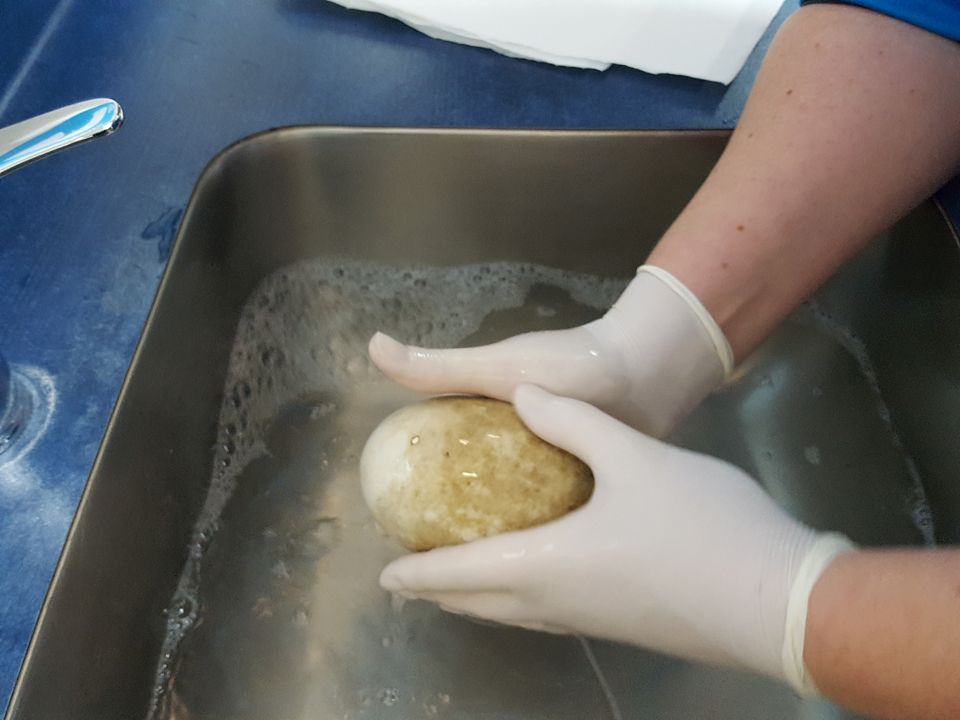 Washing the egg is an important step when eggs arrive at Rainbow Springs. Image: LEARNZ.