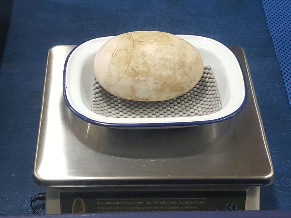 Weighing each egg is another part of the process. Can you see the pencil lines? What do you think they show? Image: LEARNZ.