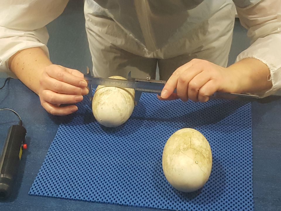 Emma even measures the width and the length of each egg. Image: LEARNZ.