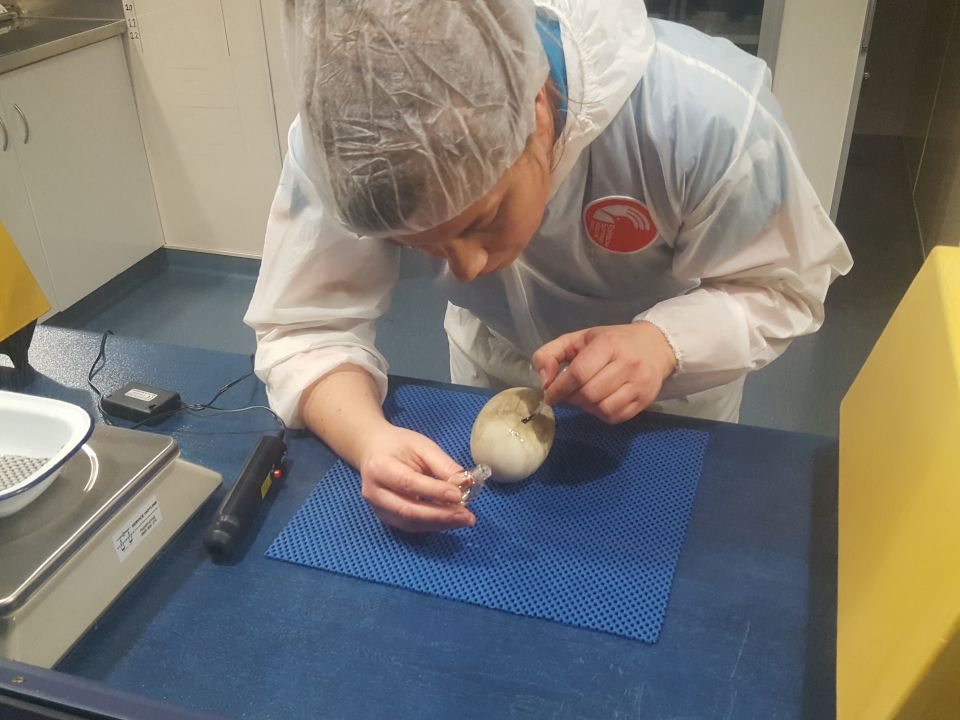 Emma gives the small crack in this egg shell a quick patch-up. Image: LEARNZ.