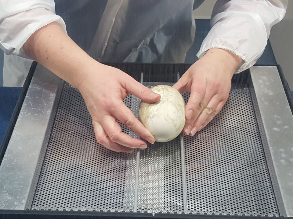 The egg is now ready to be placed inside the incubator (lid still to come!). Image: LEARNZ.