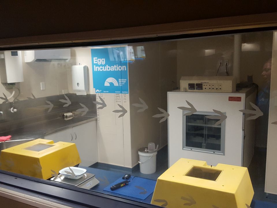 The egg incubation room at Rainbow Springs Kiwi Encounter. Image: LEARNZ.