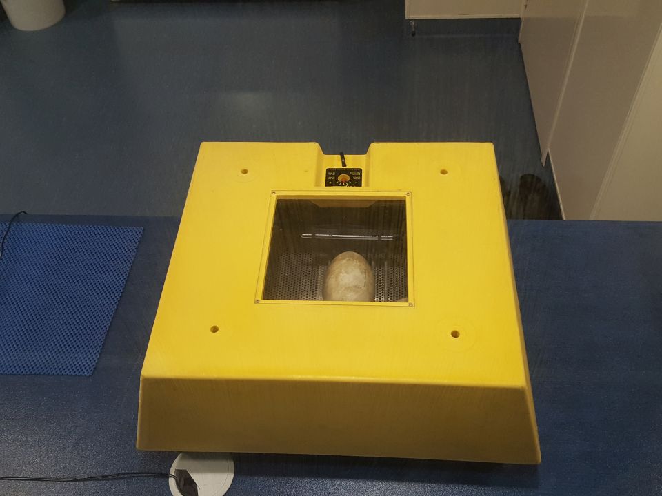 A closer look at an incubator with one of the Tongariro Forest kiwi eggs inside. What temperature are the eggs incubated at? Image: LEARNZ.