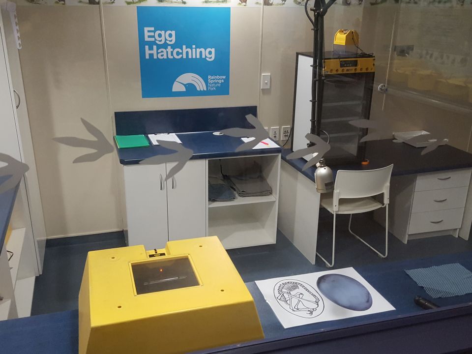 This is where egg hatching happens at Rainbow Springs Kiwi Encounter. Watch the video to see a kiwi chick hatching. Image: LEARNZ.