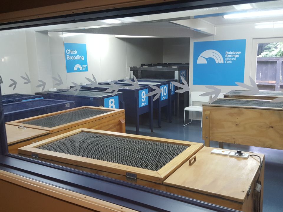 Here is the brooder room, with some of the brooder boxes. Can you imagine what it must be like when all these boxes are filled with kiwi chicks? Image: LEARNZ.
