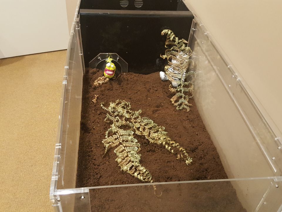 This is a display brooder box set up to show you what it is like inside for the newly hatched kiwi chicks. The ambassadors seem to be enjoying themselves in it! Image: LEARNZ.