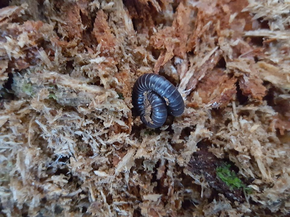 One of the invertebrates Ruud Kleinpaste found in a rotting log. Do you know what this invertebrate is called? I wonder why it is all twisted like that. Image: LEARNZ.