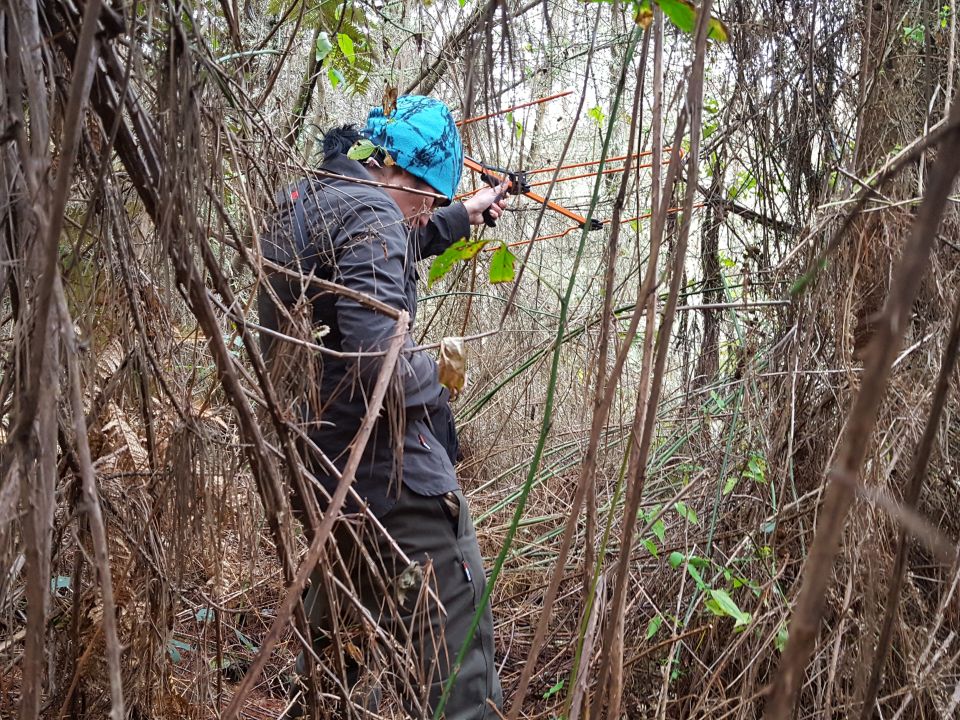 Renee is hot on the trail of the young kiwi. You can see how difficult it might be to find a kiwi in this undergrowth. Image: LEARNZ.