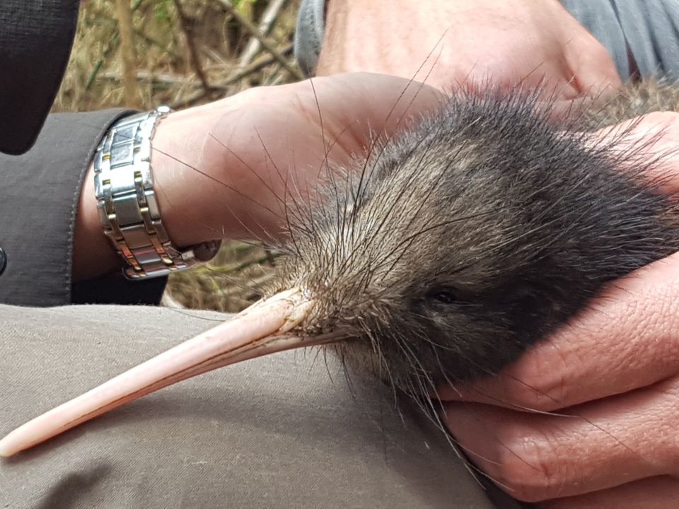 A close look at kiwi whiskers. How do they help it? Image: LEARNZ.