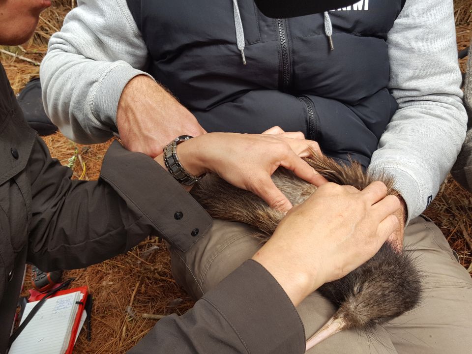 Checking under their little wings is a good place to look for fleas, ticks or mites on a kiwi. Image: LEARNZ.