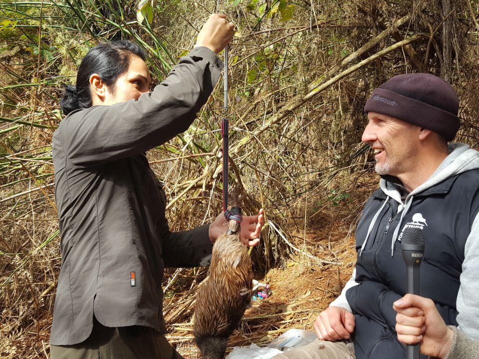 Weighing the kiwi will determine whether or not it can be returned to Tongariro Forest. What weight does the kiwi need to be before it can go back into the wild? Image: LEARNZ.