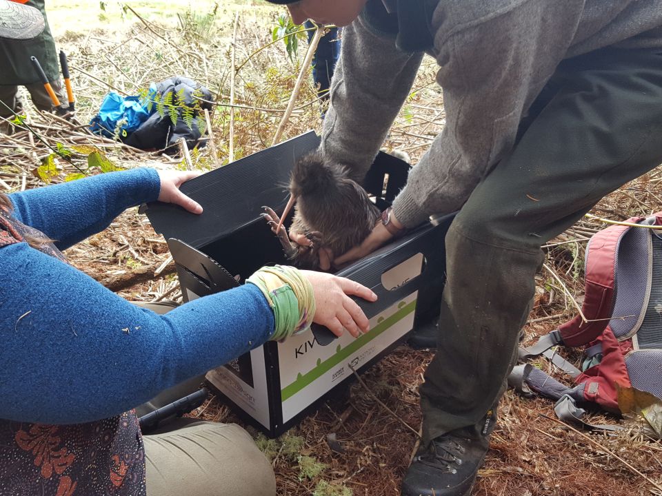 The young kiwi is placed into a secure box ready for transportation back to Tongariro Forest. Image: LEARNZ.