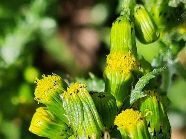 Common groundsel