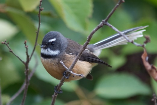 Fantail - pīwakawaka.