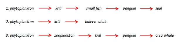 Antarctic food web