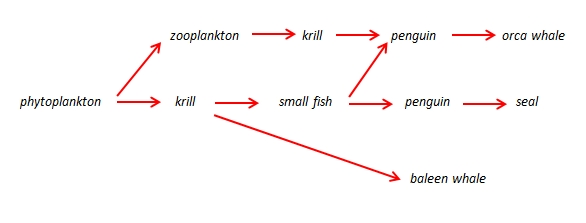 Antarctic food web