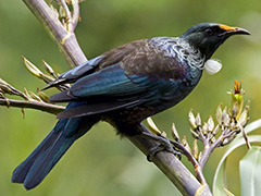 The Hokonui Restoration Project.