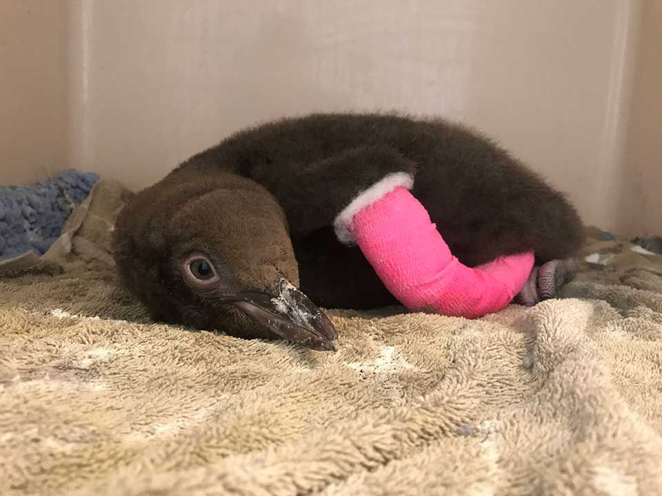 Hoiho chick recovering in Wildlfe Hospital Dunedin