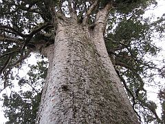 Kauri tree