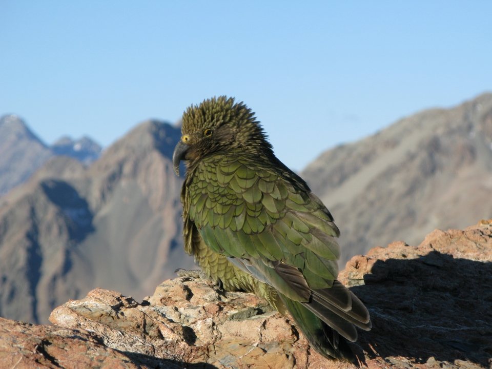 Kea are found only in the South Island of New Zealand and mostly in the mountains. Image: LEARNZ.