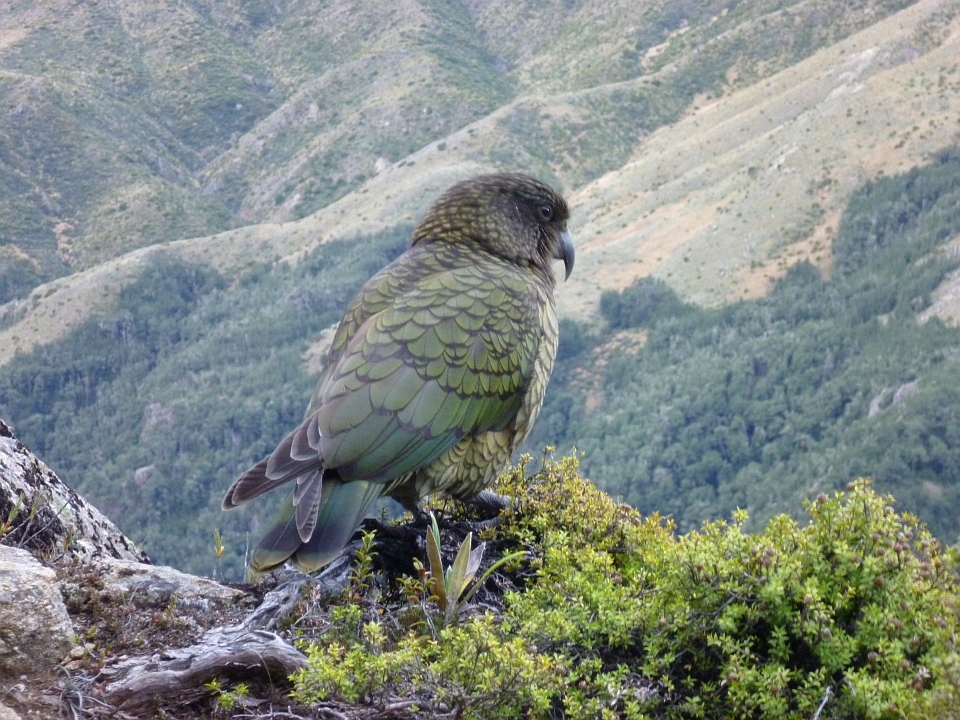 Kea forage in native forest, sub-alpine scrub, tussock and herb fields. Image: LEARNZ.